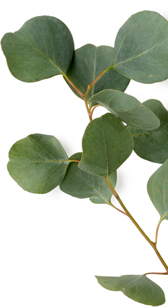 sc_6_leafs_1 sc_6_leafs_1